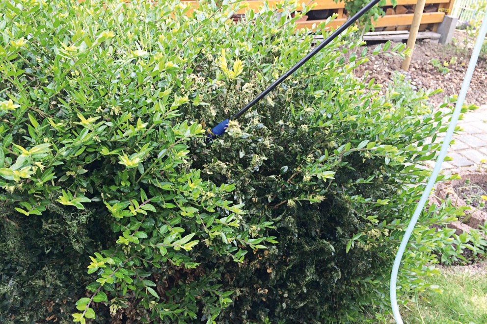 combaterea omidei paroase a buxului combaterea omidei paroase a buxului