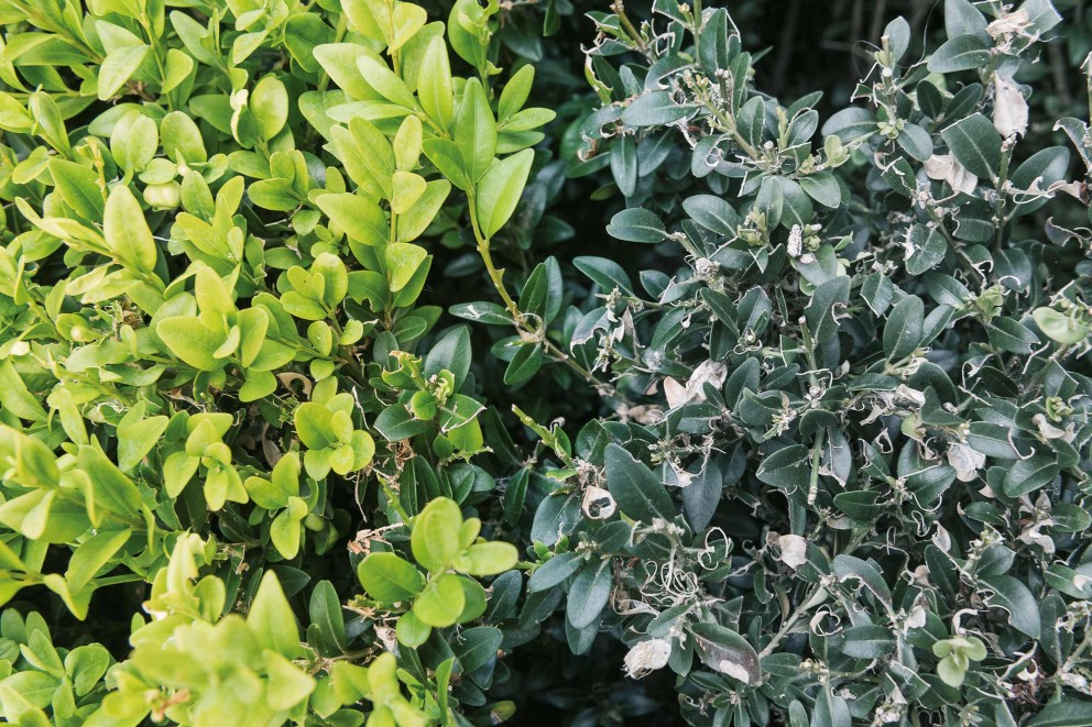 Buxus Buxus