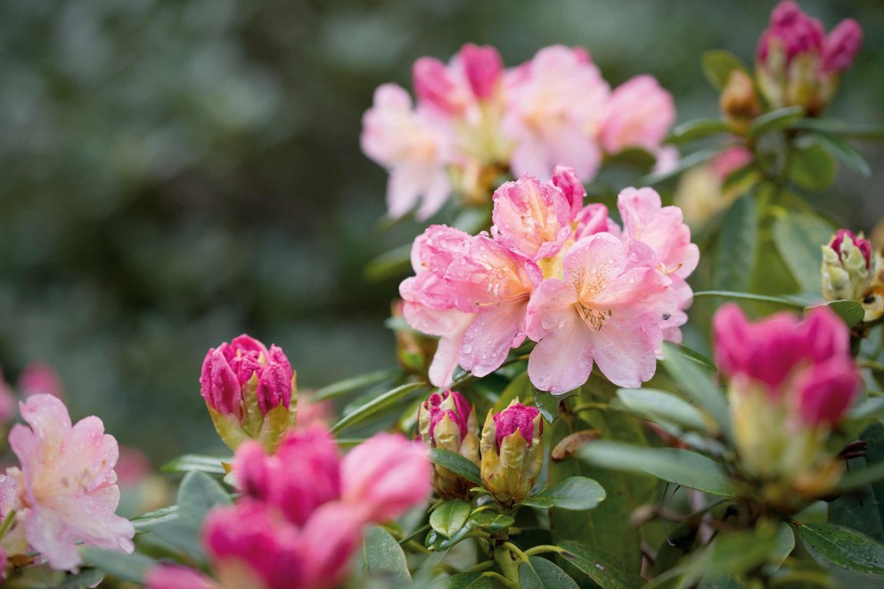 Rododendron: plantare și îngrijire