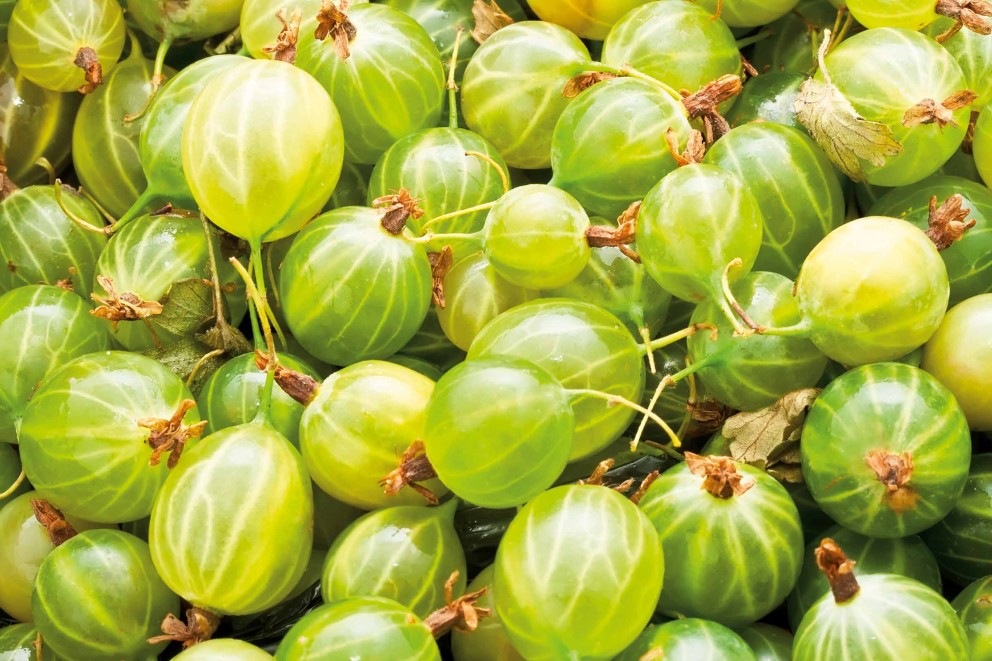 Plantarea agriselor Plantarea agriselor