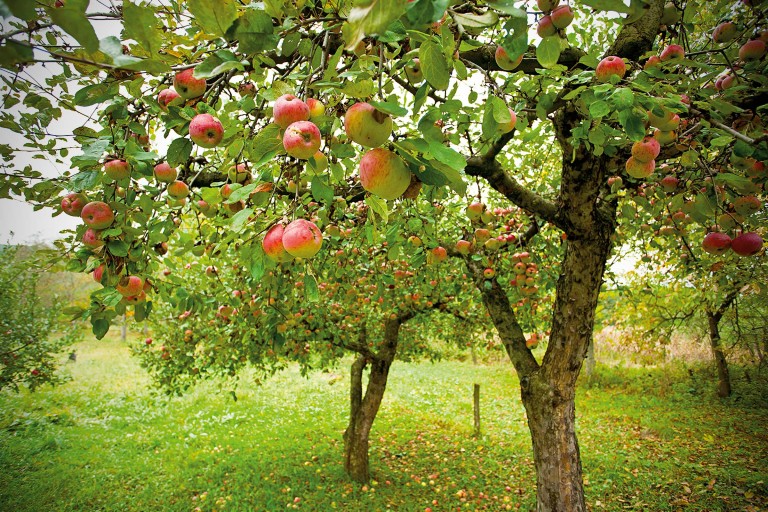 Cei mai recomandați pomi fructiferi
