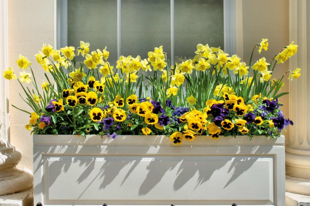 Flori pentru balcon Flori pentru balcon