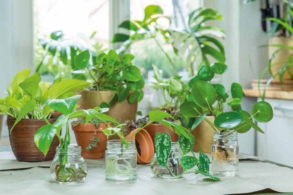 Cum se planteaza florile in ghiveci Cum se planteaza florile in ghiveci