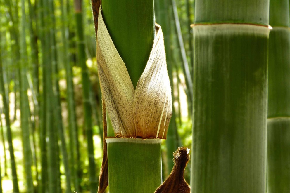 Grădina japoneză: plantarea bambusului 