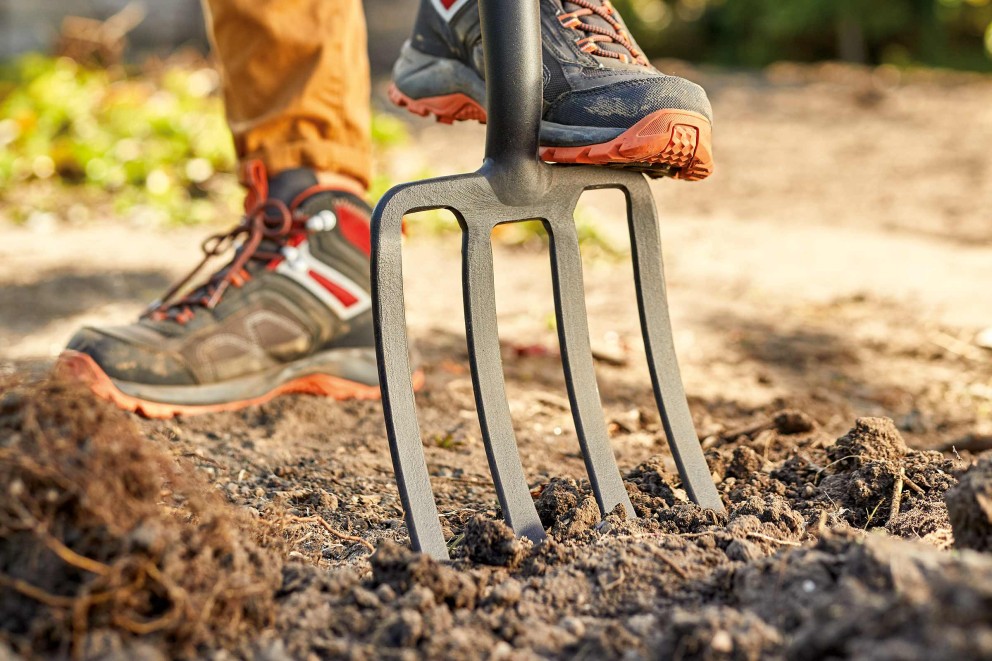 plantarea corecta a plantelor fructifere plantarea corecta a plantelor fructifere