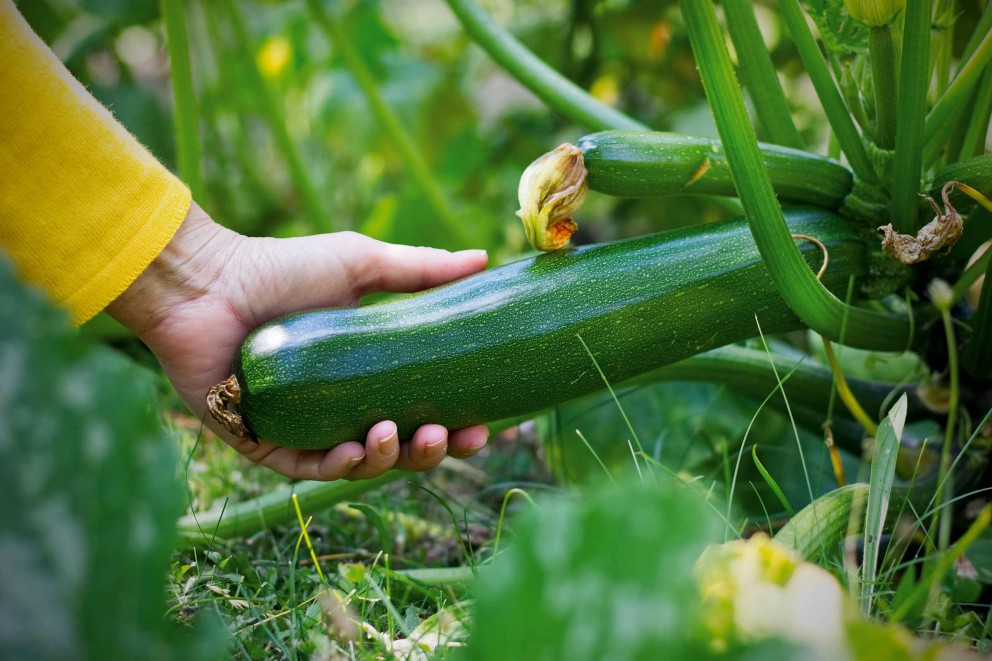 Plantarea dovlecelului