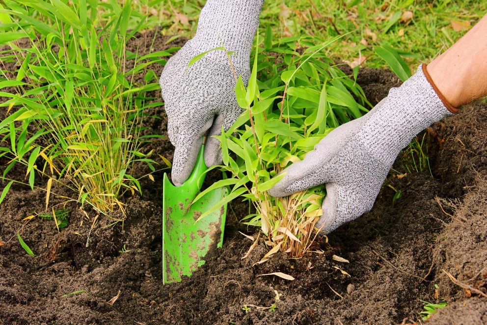 plantarea bambusului plantarea bambusului