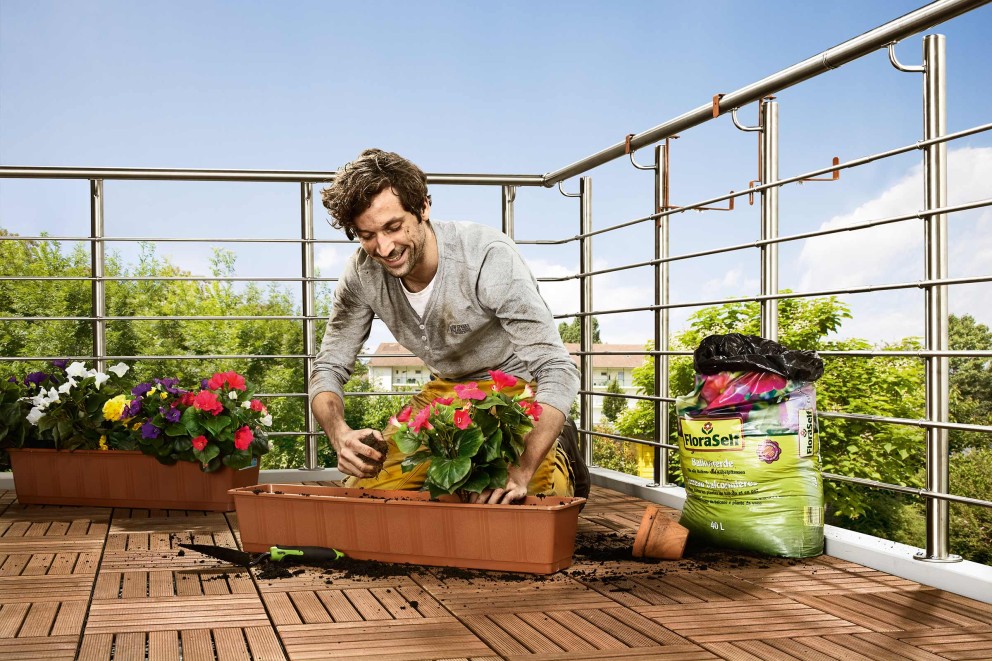 Plante de balcon pe timp de vara Plante de balcon pe timp de vara