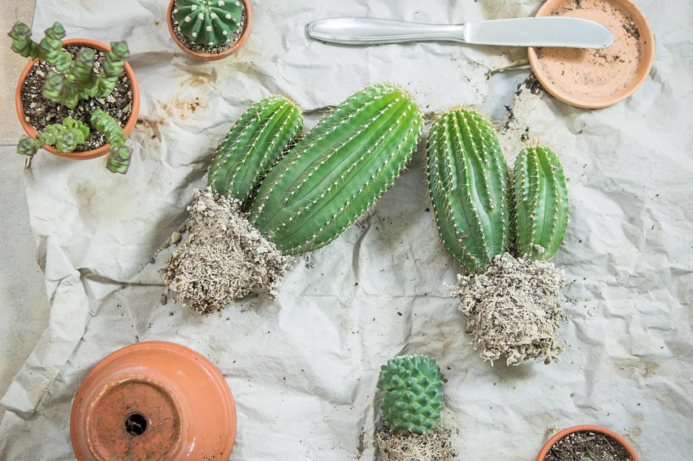 replantarea cactusilor replantarea cactusilor