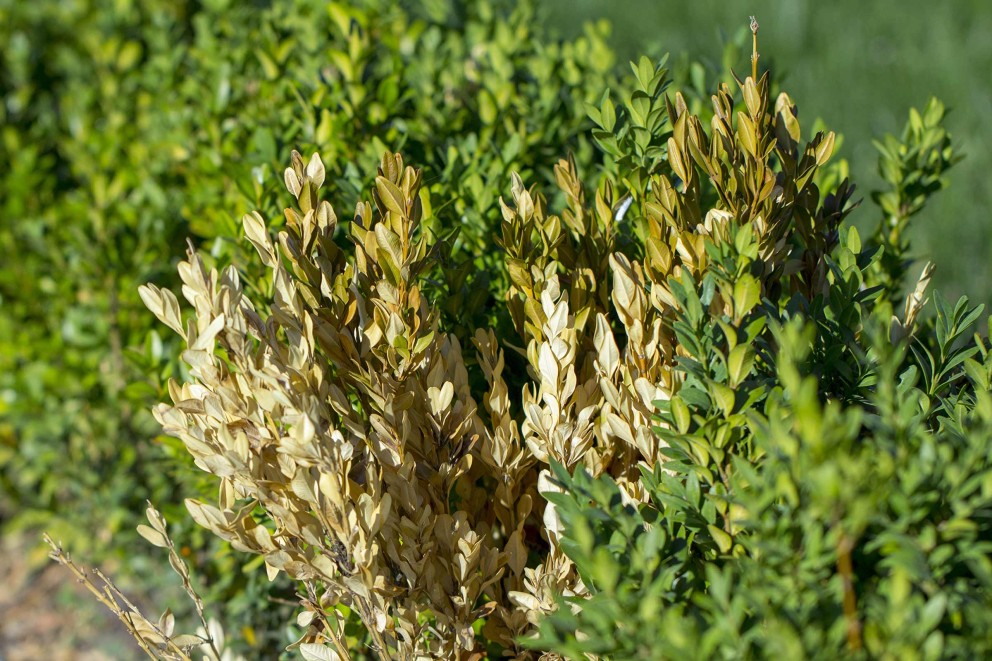 ciuperca buxicola ciuperca buxicola
