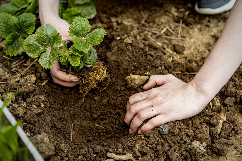 plantarea capsunilor plantarea capsunilor