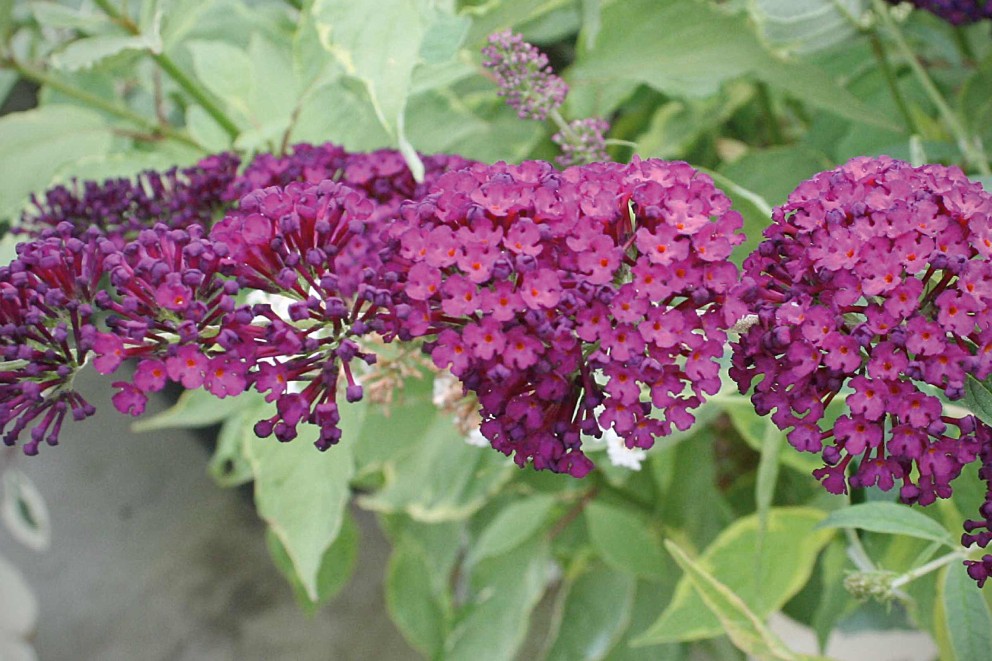 Liliac de vară Liliac de vară