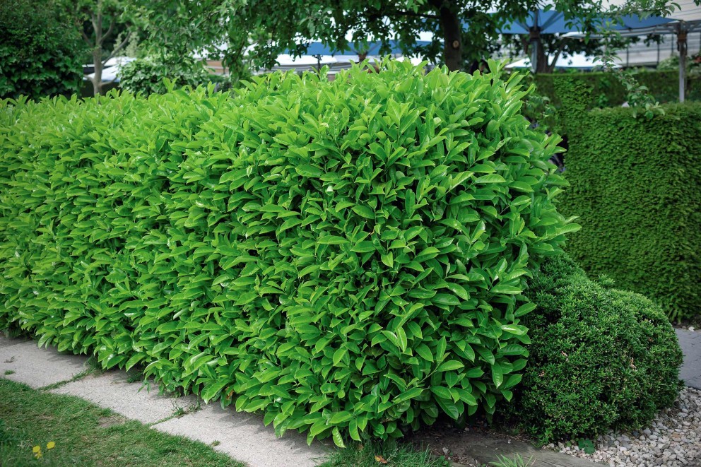 Laur englezesc: perioada de plantare Laur englezesc: perioada de plantare