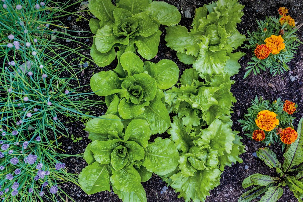 Plantarea gradinii taranesti Plantarea gradinii taranesti