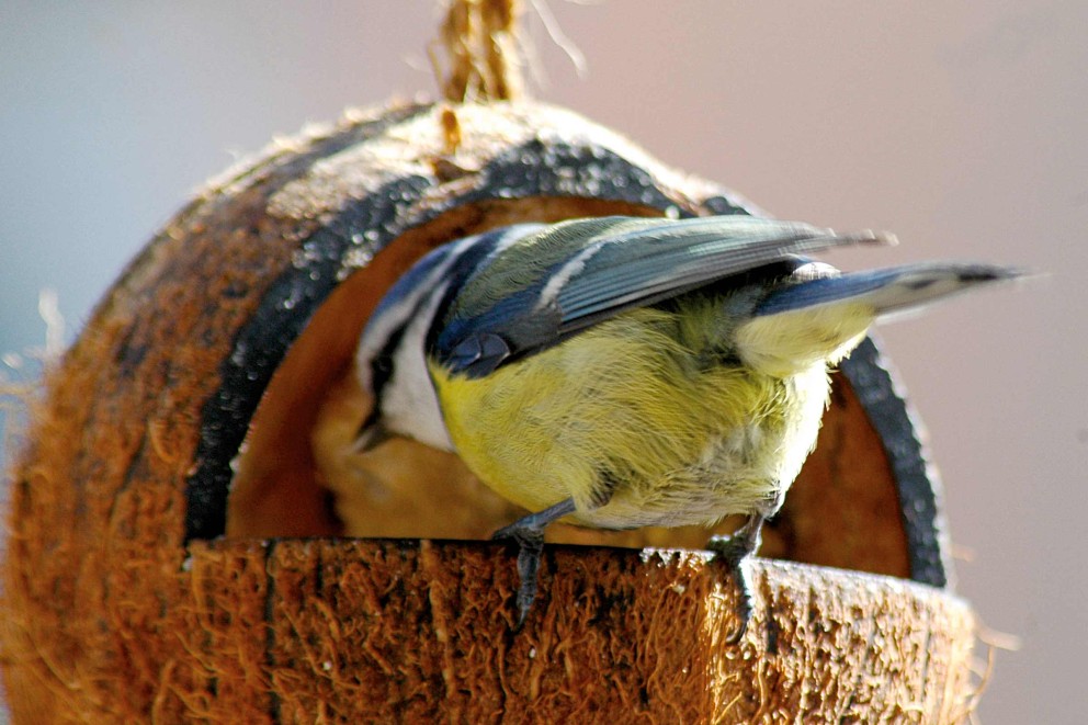 Vögel im Winter füttern Vögel im Winter füttern