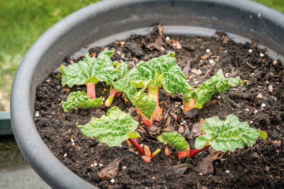 plantarea rubarbei plantarea rubarbei