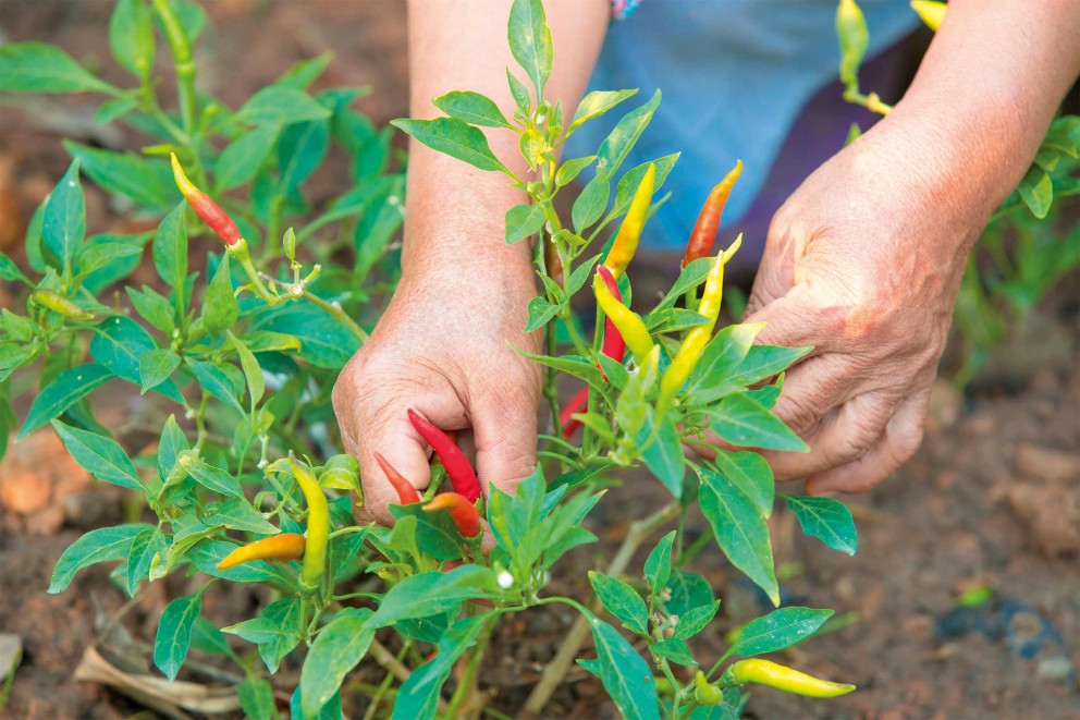 
							Plantarea ardeilor peperoni
						