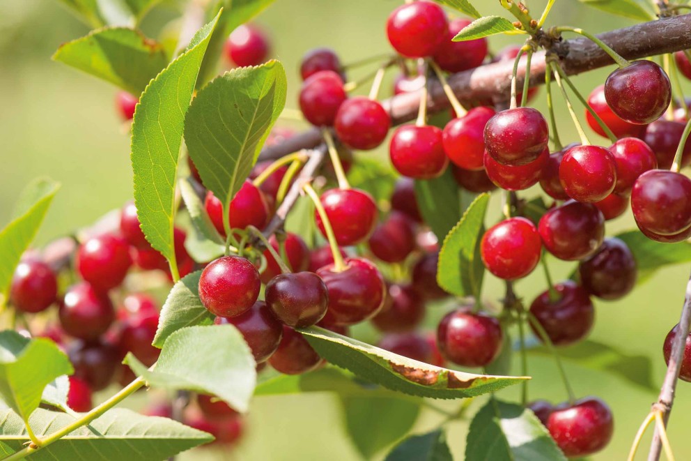 
				Vișinul pitic Prunus cerasus „Maynard”

			