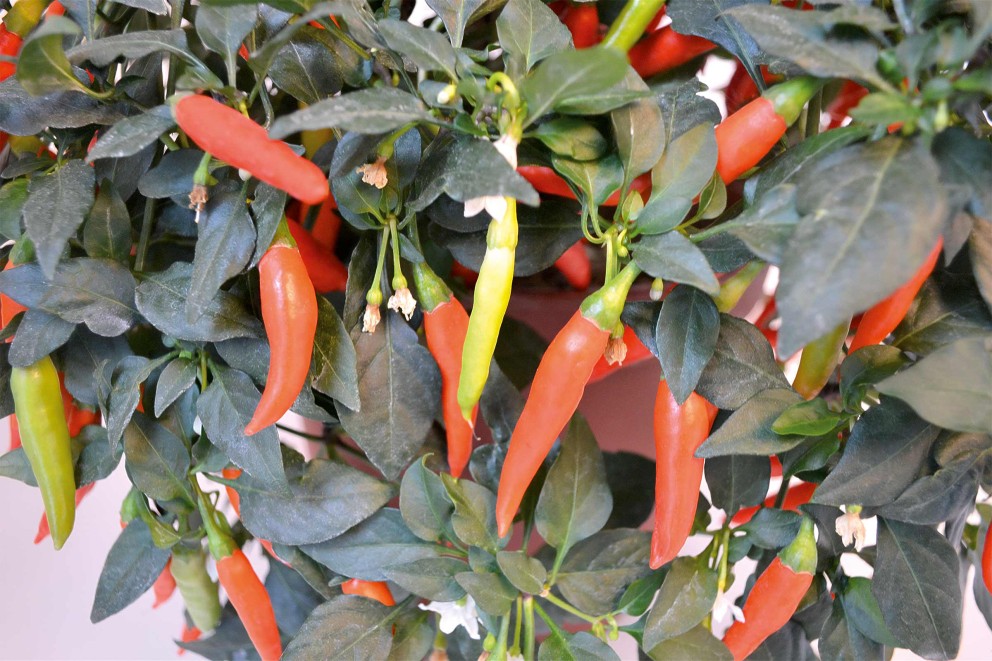 Plantarea ardeilor peperoni 2 Plantarea ardeilor peperoni 2