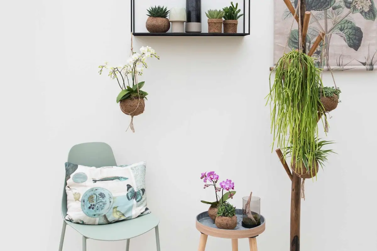 plante agatatoare
plante agatatoare