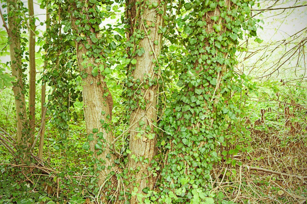 Construirea unei case din copac 6 Construirea unei case din copac 6