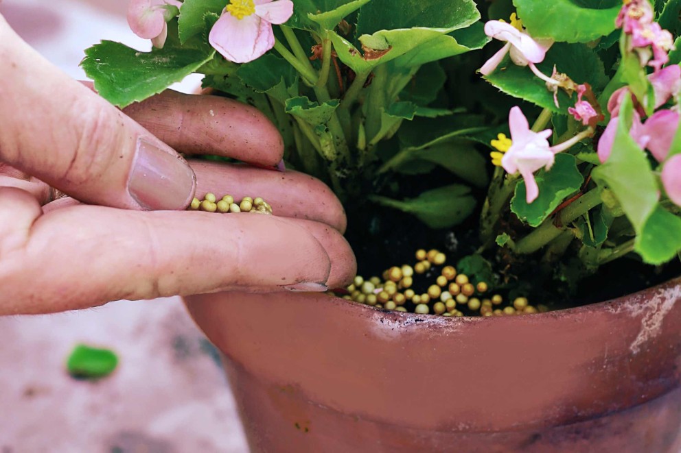 fertilizarea plantelor din ghivece fertilizarea plantelor din ghivece