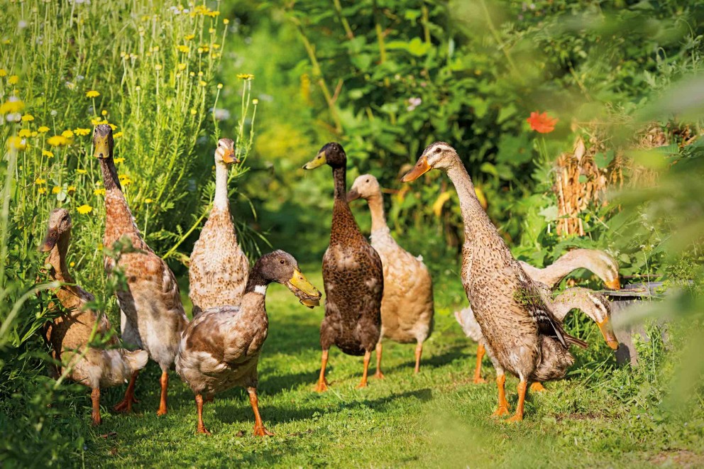 Un grup de alergători indieni stă într-o pajiște verde.
