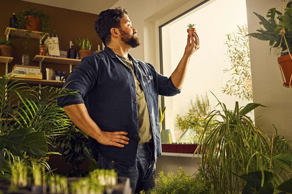 plante de interior