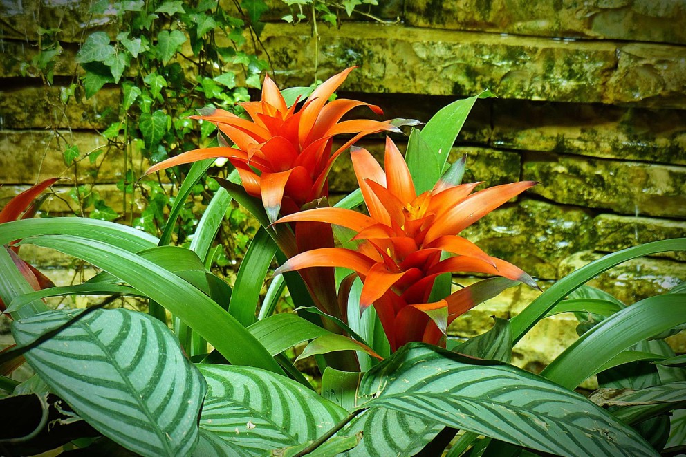 bromelii