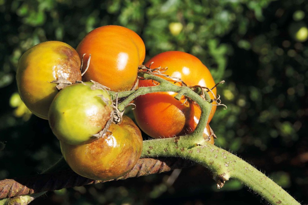 Combatarea manei la tomate