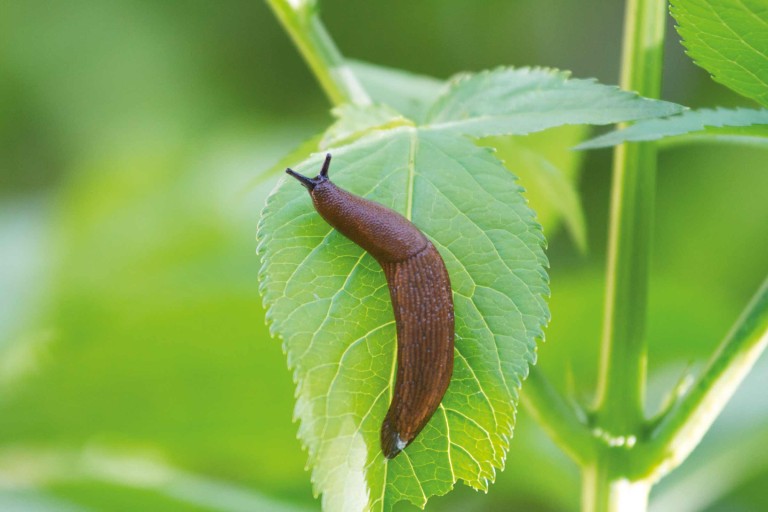 Lupta împotriva melcilor Lupta împotriva melcilor