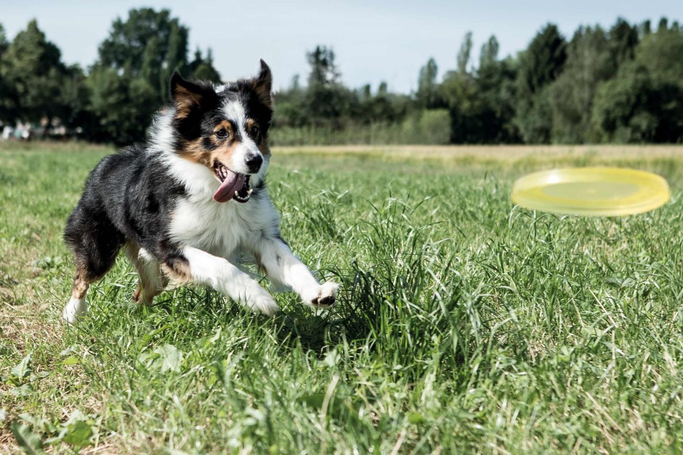 Jocuri pentru caini frisbee disc Jocuri pentru caini frisbee disc