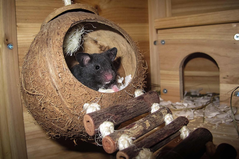 Hamster Hamster