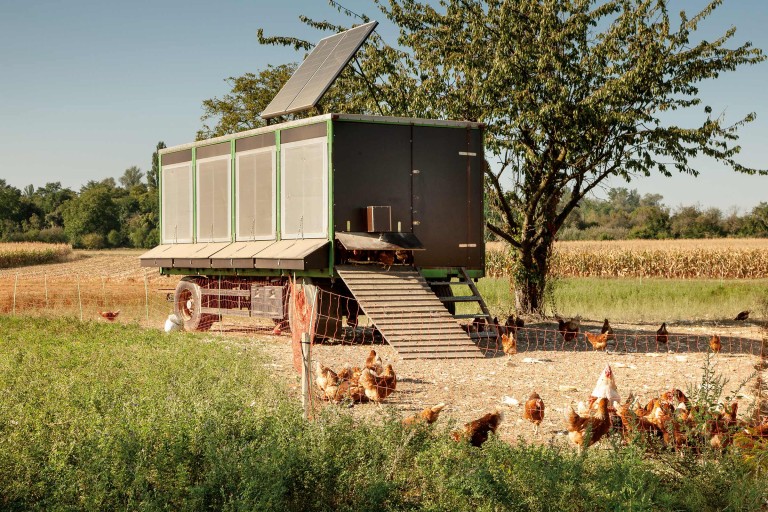 Idei practice pentru cotețe de găini - moduri în care puteți crește păsări la curte după cele mai înalte standarde