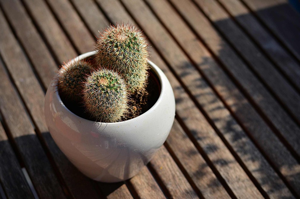 amplasarea corecta a cactusilor amplasarea corecta a cactusilor