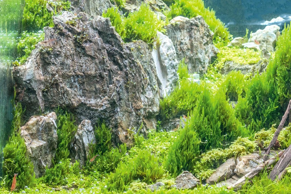 Peisaj acvatic cu pietre și plante de apă