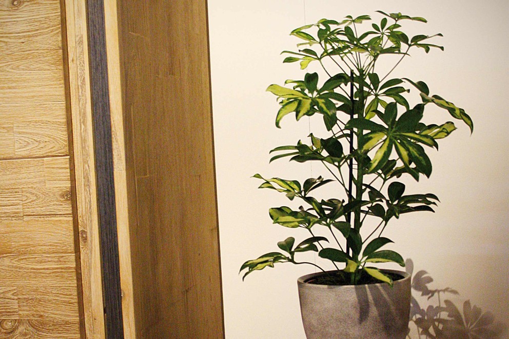 Plante care purifica aerul in interiorul locuintei Plante care purifica aerul in interiorul locuintei
