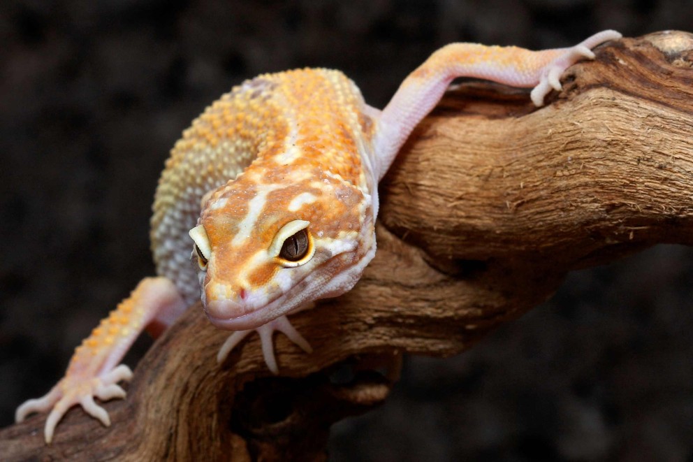 Geco leopard pe o creangă