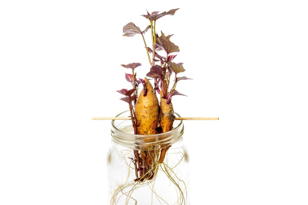 cartof plantat cartof plantat