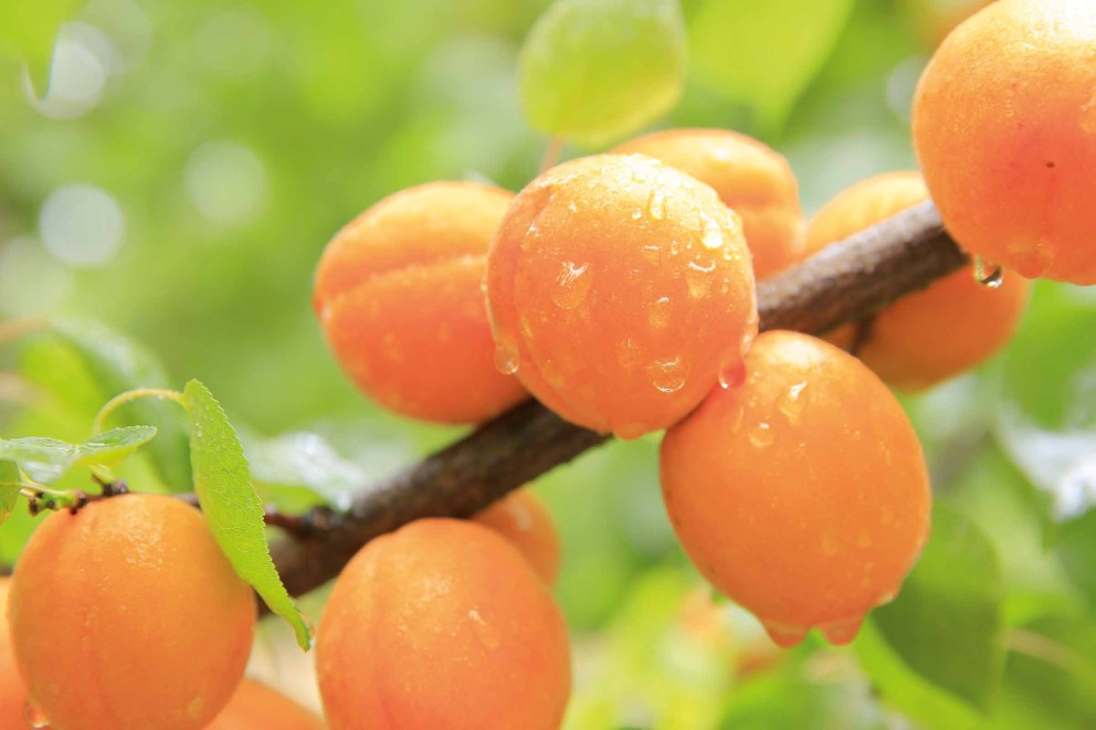 
				Prunus armeniaca 'Orange Beauty'

			