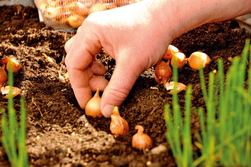 plantarea bulbilor de flori de primavara plantarea bulbilor de flori de primavara