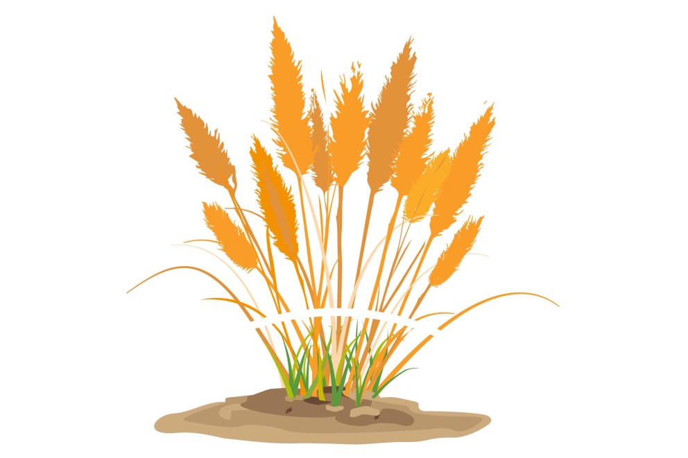 Cum se taie iarba de pampas? Cum se taie iarba de pampas?