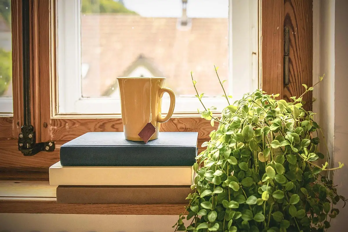 plante la fereastra
plante la fereastra