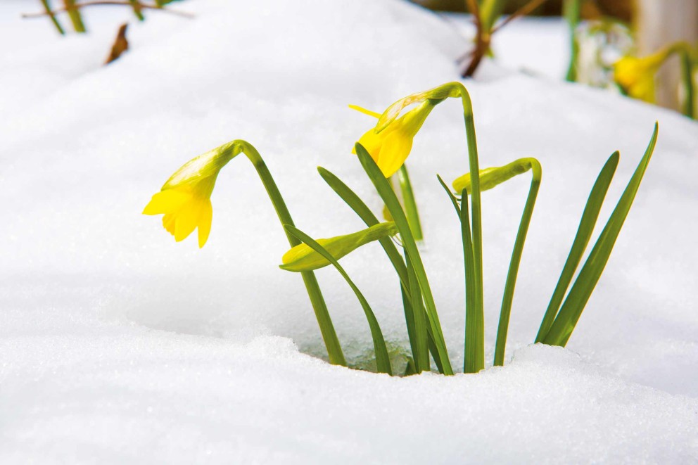 
				Plante care infloresc iarna Narcisele

			