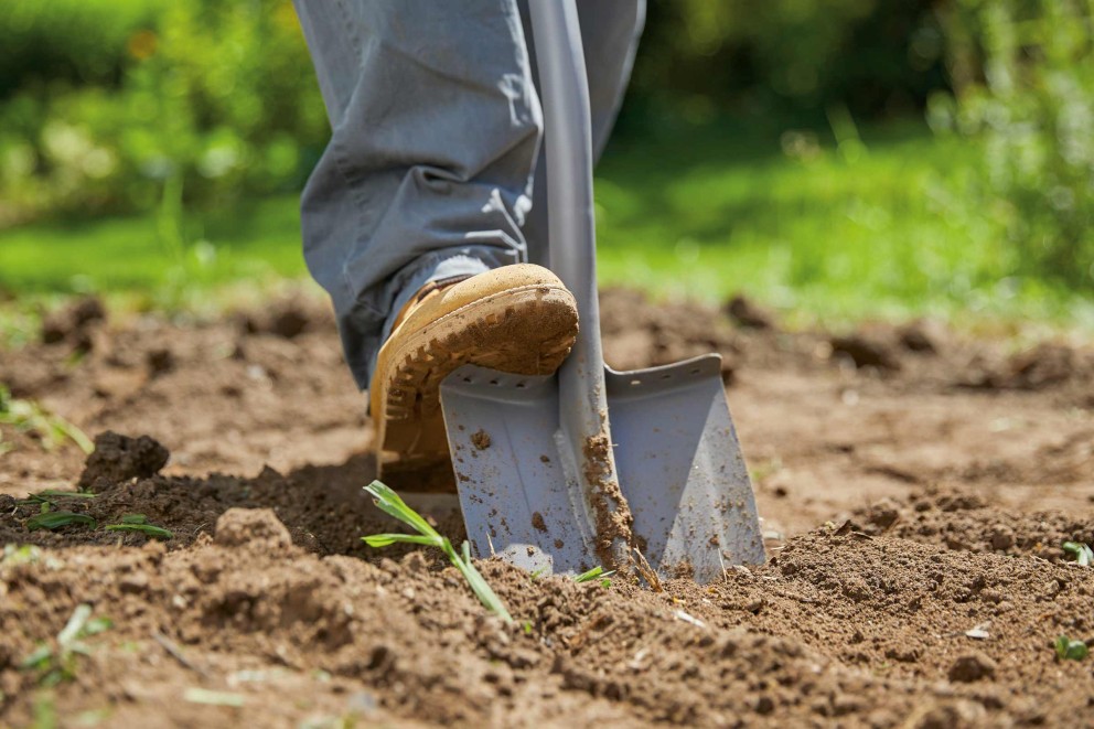 plantarea corecta a trandafirilor plantarea corecta a trandafirilor