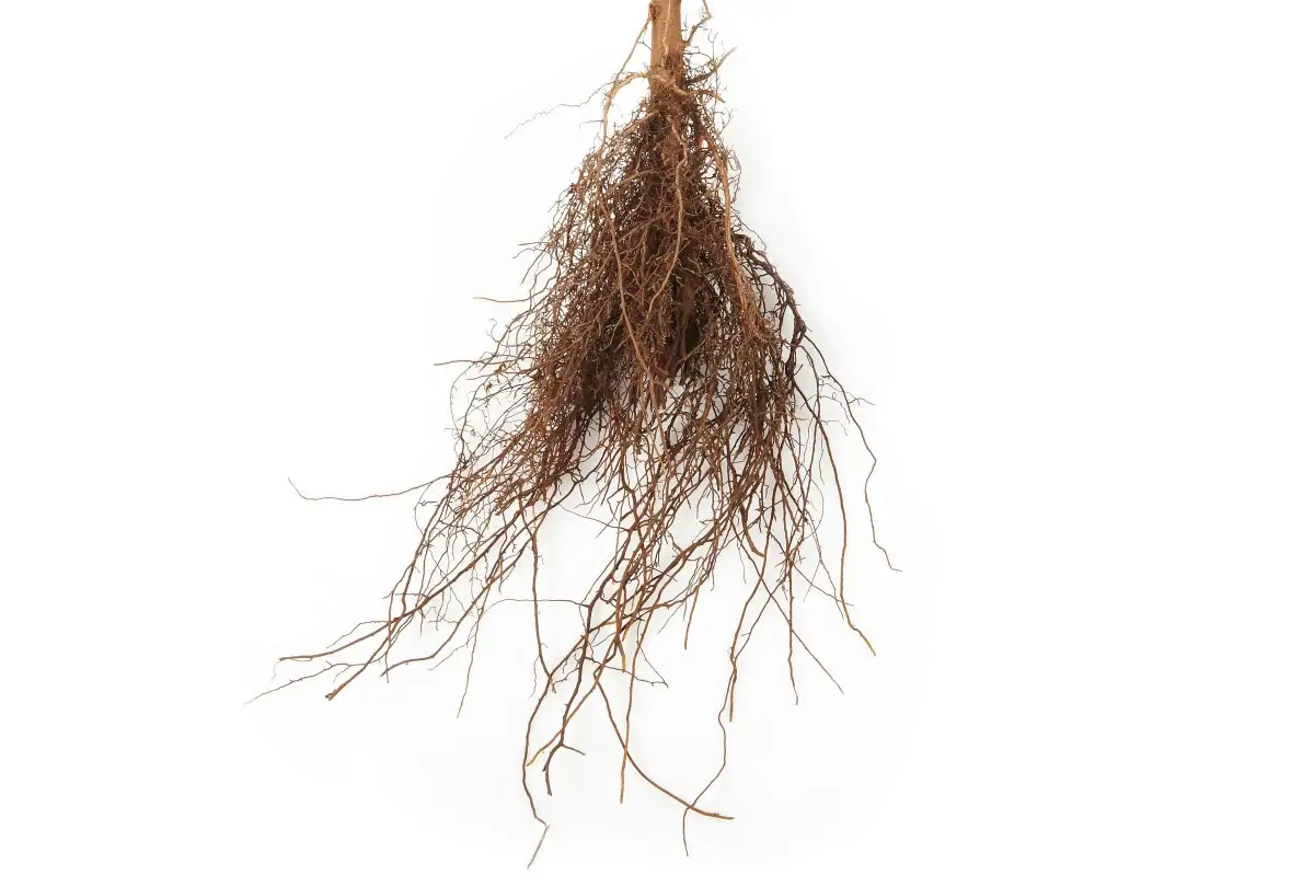 radacina
radacina
