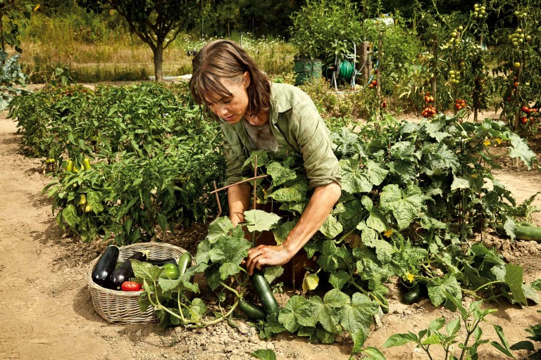 Plantarea castraveților