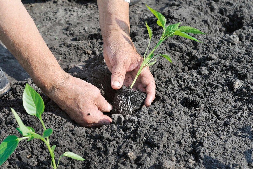 Plantarea peperoni Plantarea peperoni