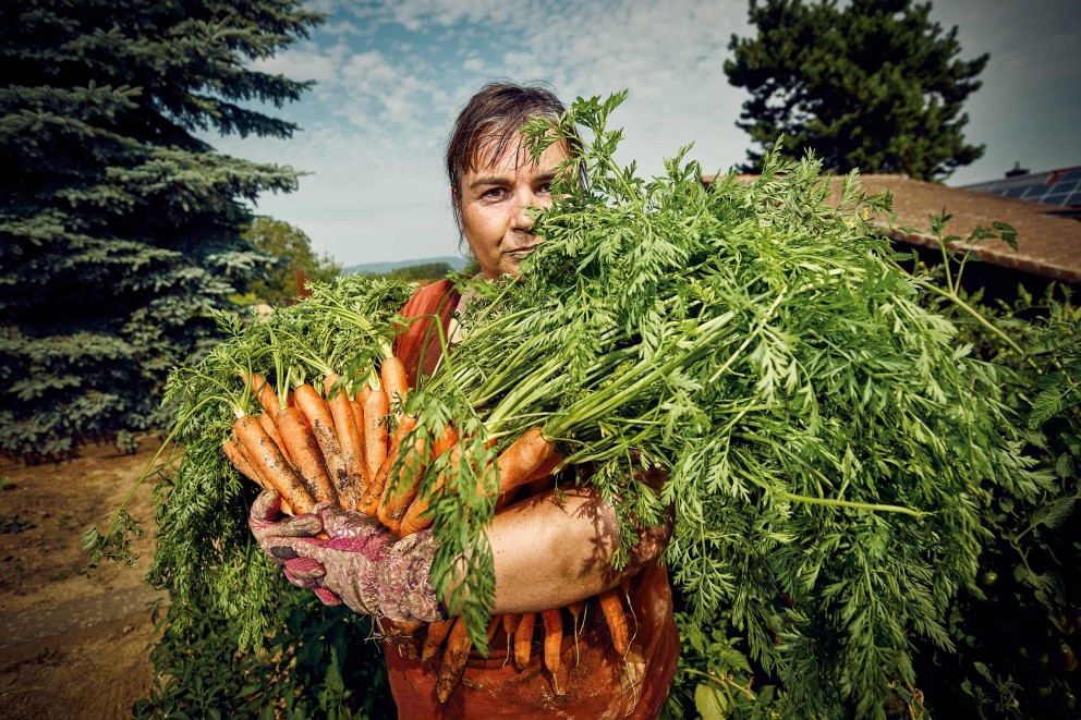 Plantarea morcovilor