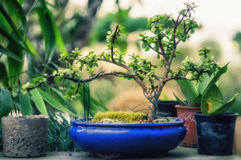 cultivarea copacilor bonsai cultivarea copacilor bonsai